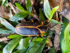 Mecistomela marginata