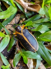 Mecistomela marginata