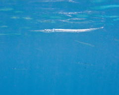 Platybelone argalus