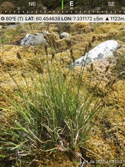 Carex lachenalii