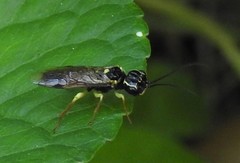 Pamphilioidea