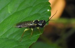Pamphilioidea