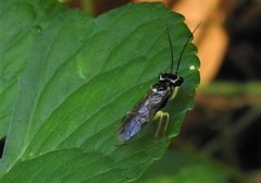 Pamphilioidea