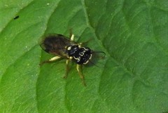 Pamphilioidea