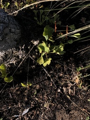 Dichondra occidentalis