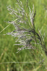 Eragrostis planiculmis