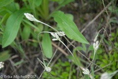 Antennaria neglecta