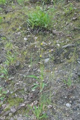 Pilosella piloselloides