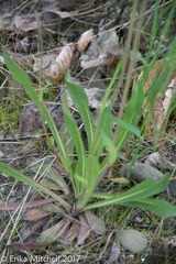 Pilosella piloselloides
