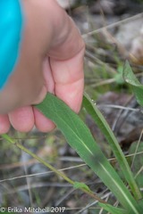 Pilosella piloselloides