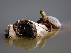Trachemys gaigeae