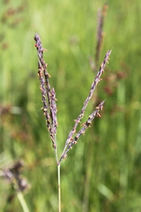 Andropogon appendiculatus