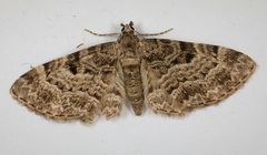 Eupithecia abietaria