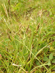 Carex leporina