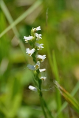 Spiranthes lucida