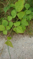 Rubus caesius