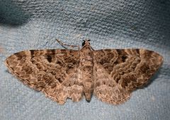 Eupithecia abietaria