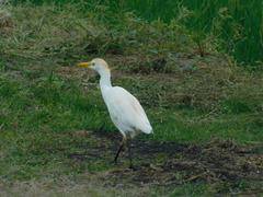 Bubulcus ibis