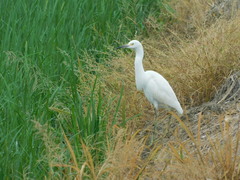 Egretta thula