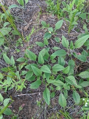Helianthus occidentalis