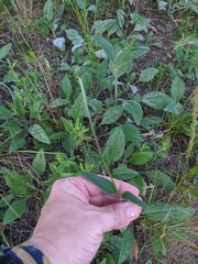 Helianthus occidentalis