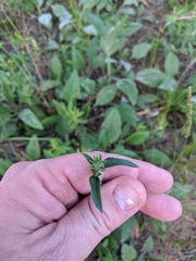 Helianthus occidentalis
