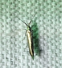 Coleophora mayrella