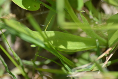 Spiranthes lucida