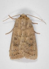 Hoplodrina octogenaria