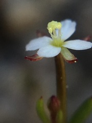Gayophytum