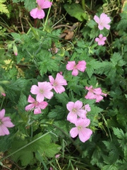Geranium × oxonianum
