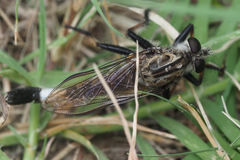 Efferia grandis