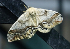 Arsenura polyodonta