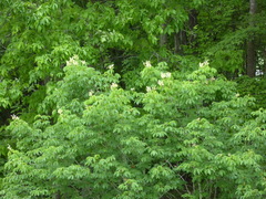 Aesculus sylvatica