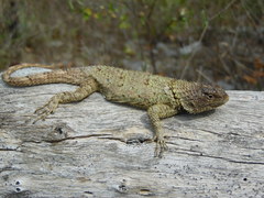 Sceloporus lundelli