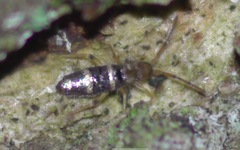 Willowsia platani