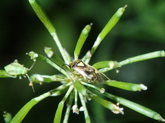 Orthops