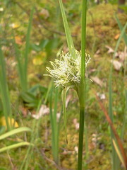 Rhynchospora alba