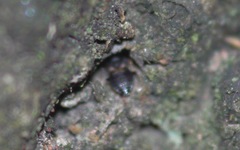 Temnostethus gracilis