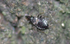 Temnostethus gracilis