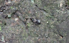 Temnostethus gracilis