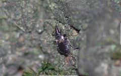 Temnostethus gracilis