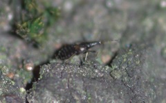 Temnostethus gracilis