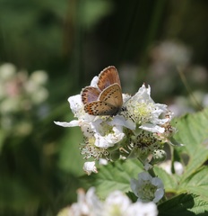 Plebejus idas