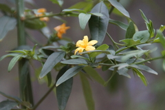 Jasminum mesnyi