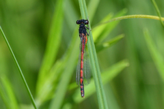 Arrenurus