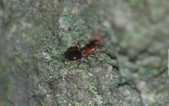 Loricula elegantula