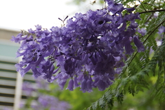 Jacaranda mimosifolia