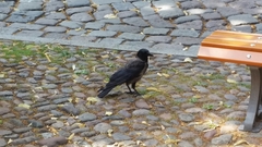 Corvus cornix × corone