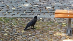 Corvus cornix × corone